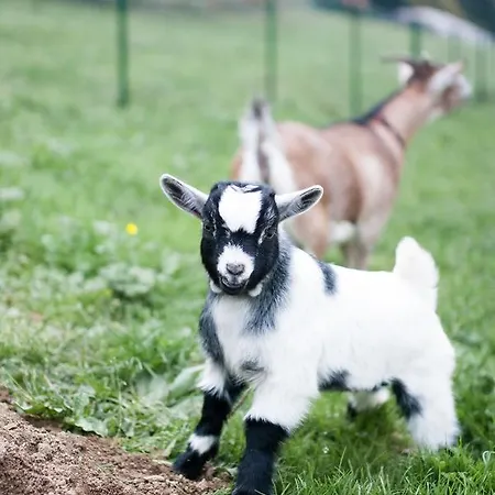 Zoller 3* فولفسبورغ